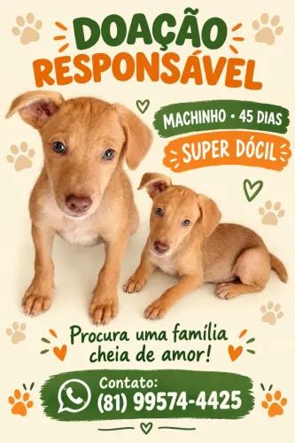 Cachorro