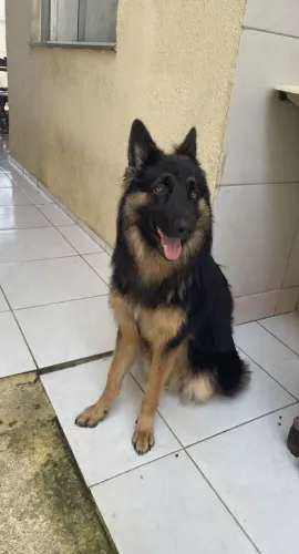 Pastor Alemão
