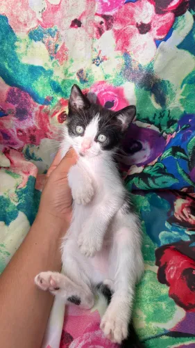 GATA PARA DOAÇÃO