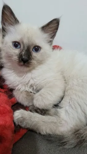 Gatinha Fêmea Filhote Raça Siamês