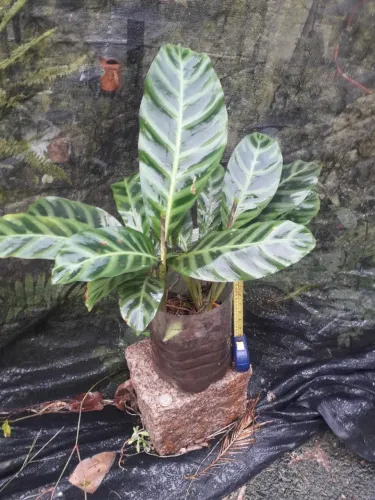 Muda Maranta grande - Porto Alegre RS
