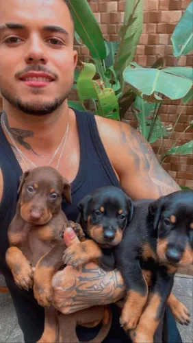 Filhotes de Doberman, disponível para reserva