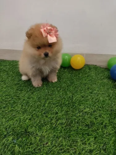 Spitz alemão fêmea