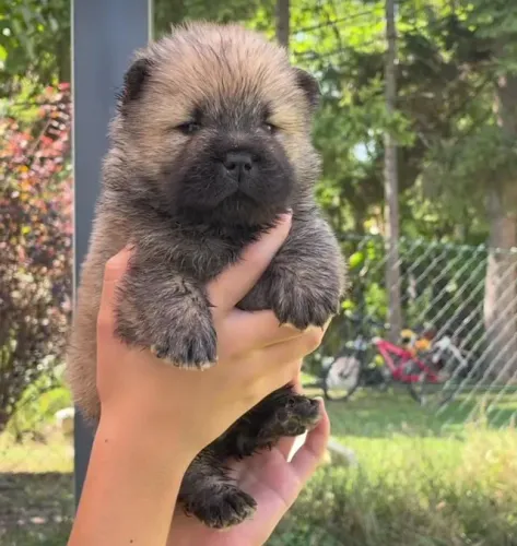 Filhotes de Chow Chow | Afeto sem medida.