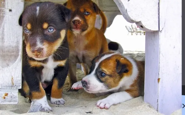 Vende-se filhotes de cachorro