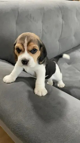 beagle sao leopoldo