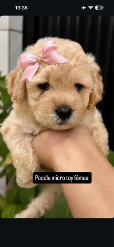 Poodle fêmea  micro toy 
