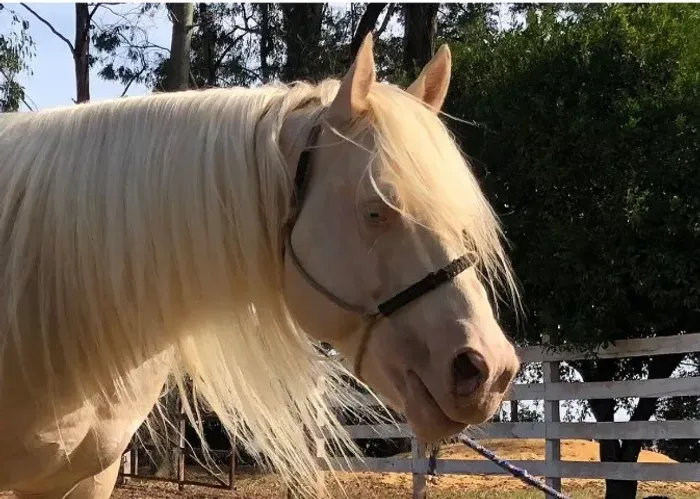 Cavalo Quarto de Milha