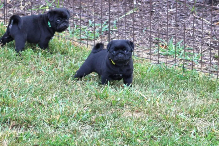 Pug preto