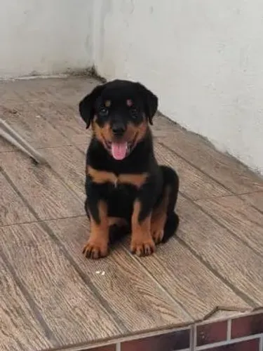 Rottweiler alemão lindão 