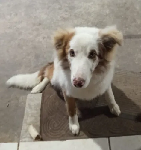 Procuro namorado para minha linda Border collie