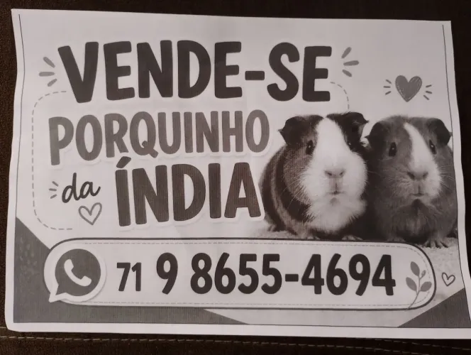 Porquinho da india