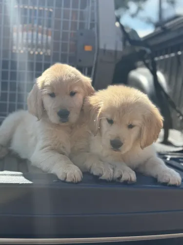 Golden retriever machos