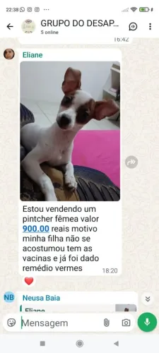 Pintcher para venda