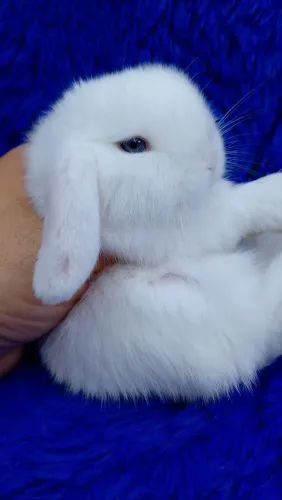 Mini Lop Uruguai (branco olhos azuis)