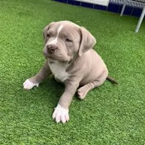 American Bully filhotes 