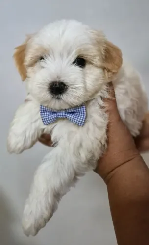Cachorros poodle c/ maltês