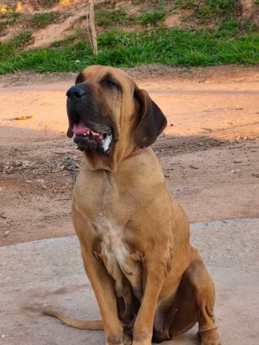 Filhotes de Fila Brasileiro Alto Nível 