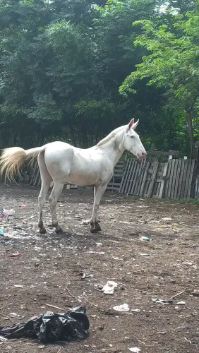 Vendo burro