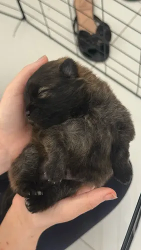 Machinhos Spitz alemão (Lulu da Pomerânia))