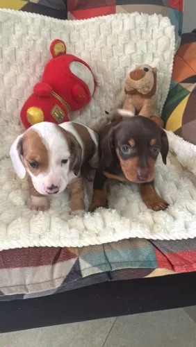Basset machinhos dachshund aceito cartão