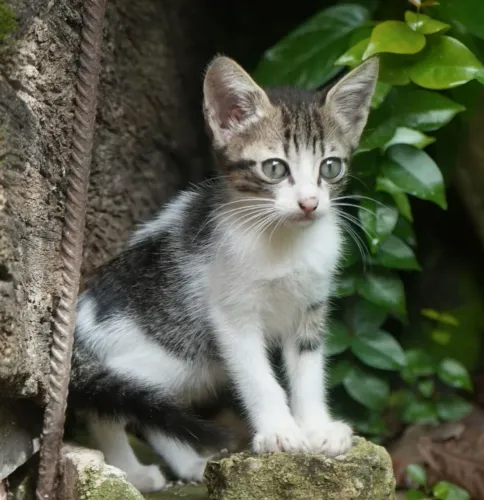 Gatos machos para adoção 