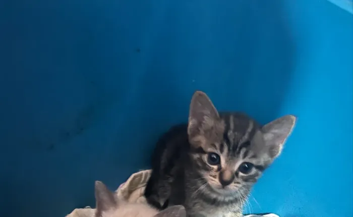Gatinha para adoção 