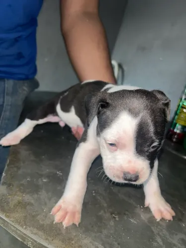 Filhotes de american bully