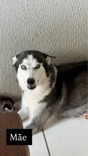 Vendo filhotes de cachorro husky siberiano original