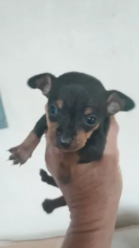 Pinscher tamanho 0