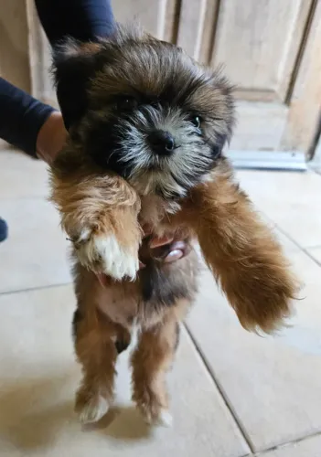 VENDO Shih Tzu R$1000,00