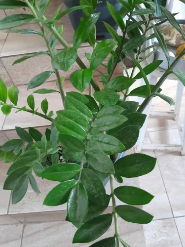 Plantas já pegadas
