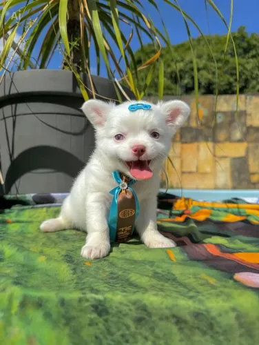 Chihuahua Pelo Longo 