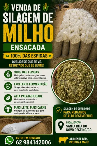 Silagem ensacada de milho com 100% das espigas 