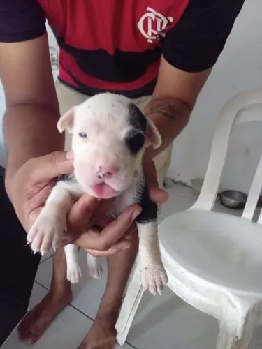 Filhote Apbt Pitbull Somente 4 Fêmeas
