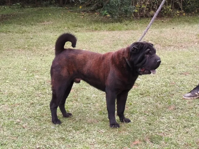 Shar pei 