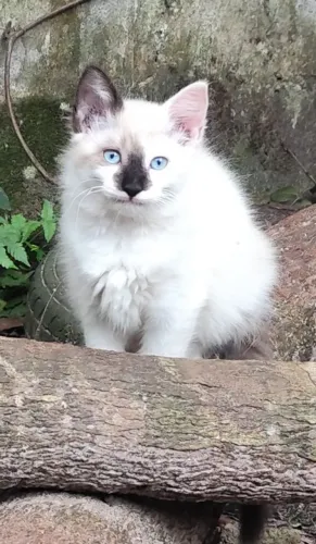 2 Fêmeas Maine Coon 