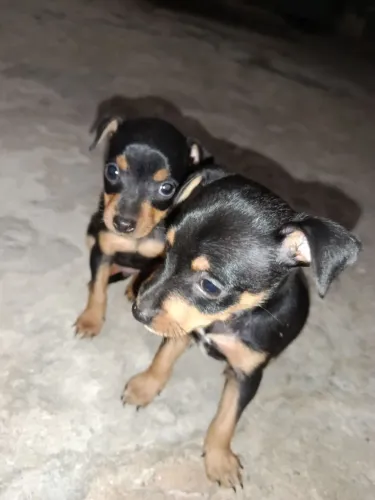 VENDE-SE DOIS PINSCHER 1