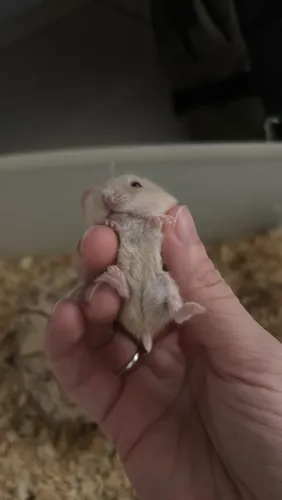 Hamster anao russo