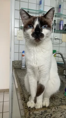 Gato para Adoção (adoção responsável - lar definitivo)