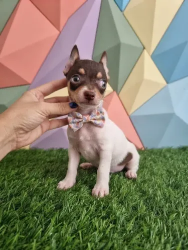 Pinscher Menino Pequeno e Apaixonante
