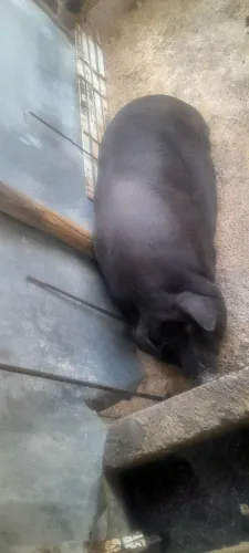 Porcas e barrao caipira 15,00 ou 20.00 Inteiro. 