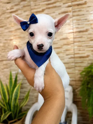 Pinscher exótico 
