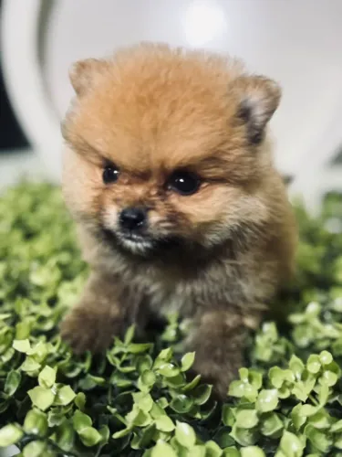 Spitz alemão anão