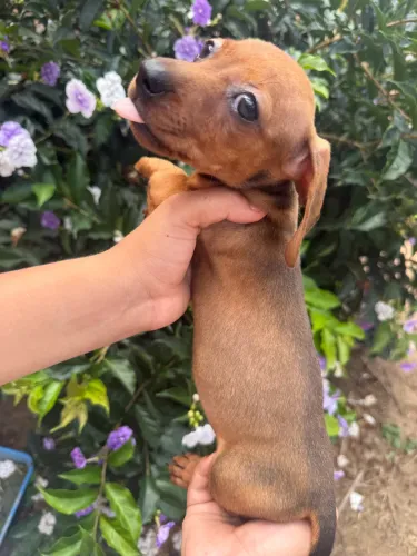 Baby Dachshund(Salsichinha) Fêmea, 10x Sem Juros!!!