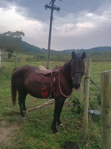 Égua boa de carroça e cela mansa