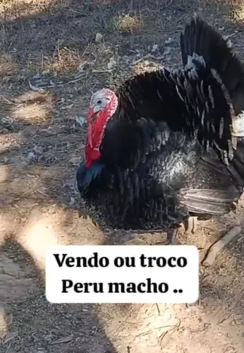 Estou vendendo um peru ..ou troco em duas perua frangas