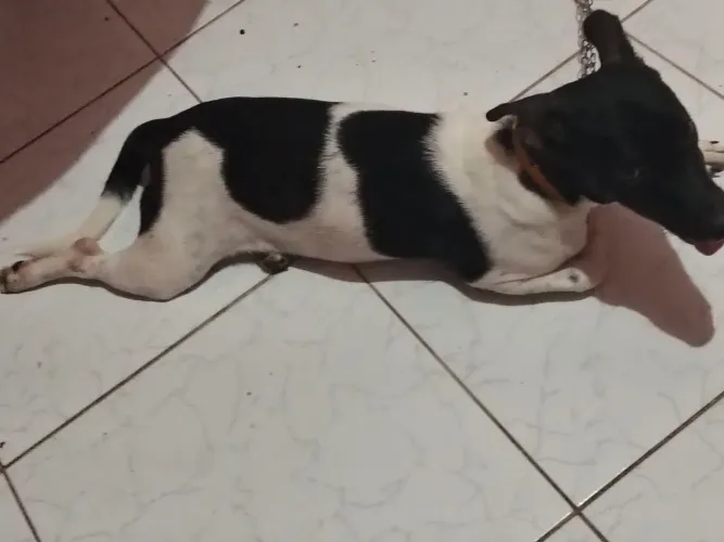 Vender uma cachorrinha