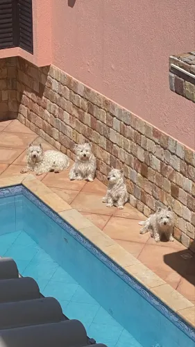 Filhotes de Westie White Highlander Terrier