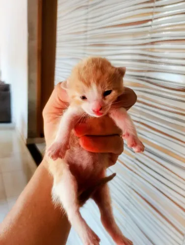 Gatinhos p/ Doação